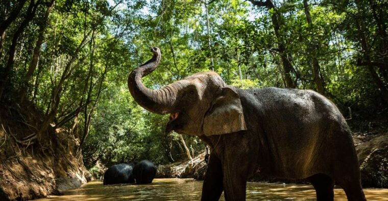 phnom-kulen-park-tour-with-elephant-forest-from-siem-reap