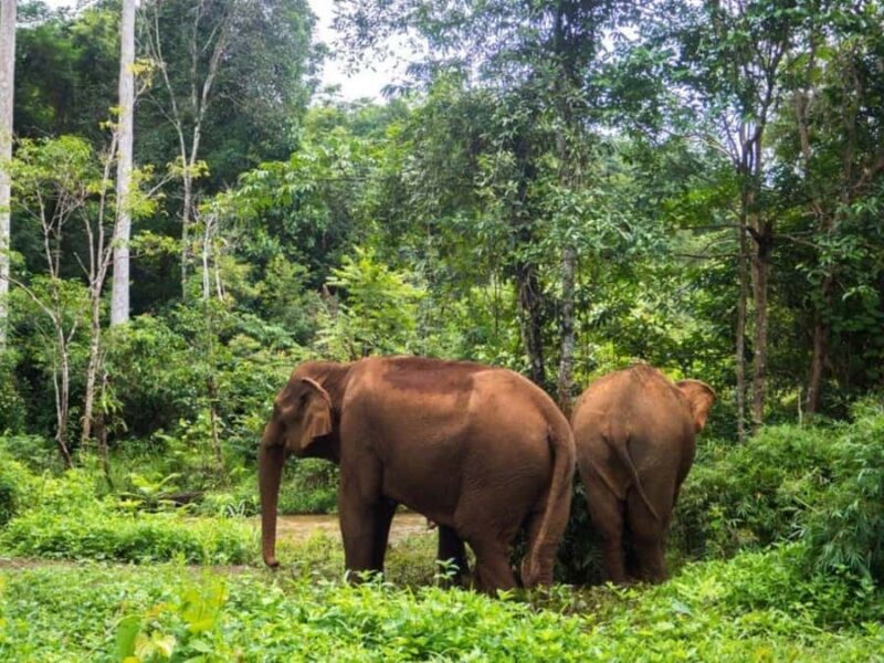 Phnom Penh: 7-Day Cambodia Tour to Siem Reap - Practical Details & Value