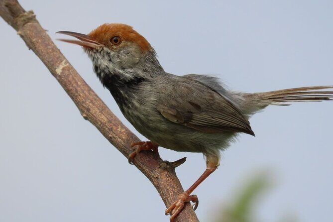 Phnom Penh Birding Experience and Brunch - The Itinerary: What to Expect and Why It Matters