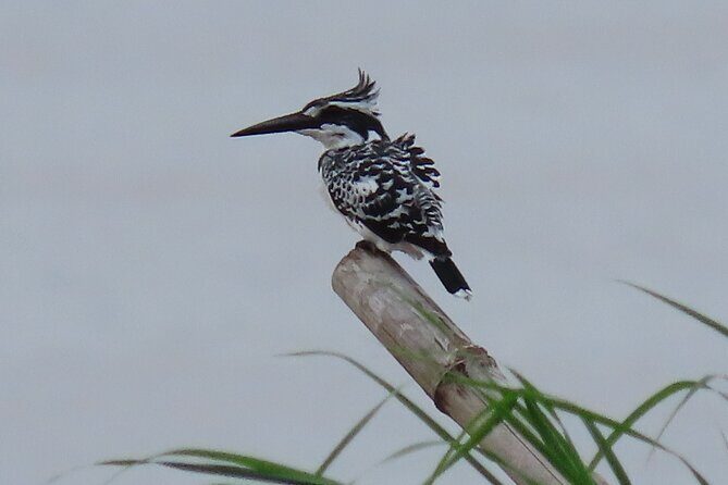 Phnom Penh Birding Experience and Brunch - Final Thoughts: Is It Worth It?