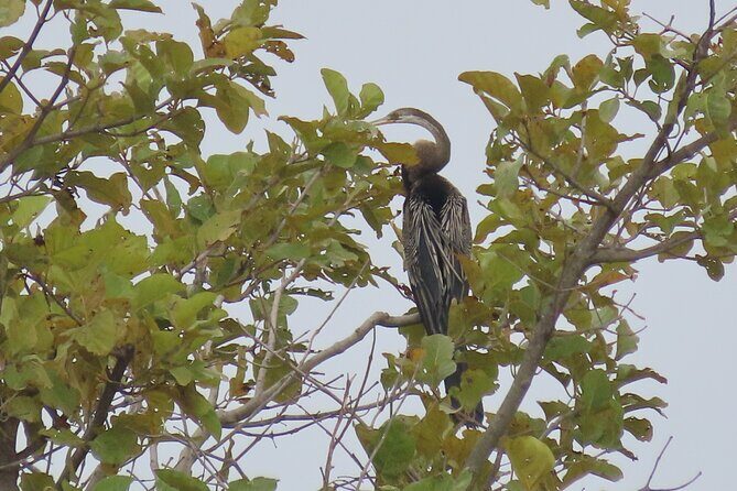 Phnom Penh Birding Experience and Brunch - Frequently Asked Questions