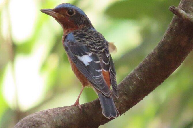 Phnom Penh & Kirirom National Park Birds Tour - Key Points