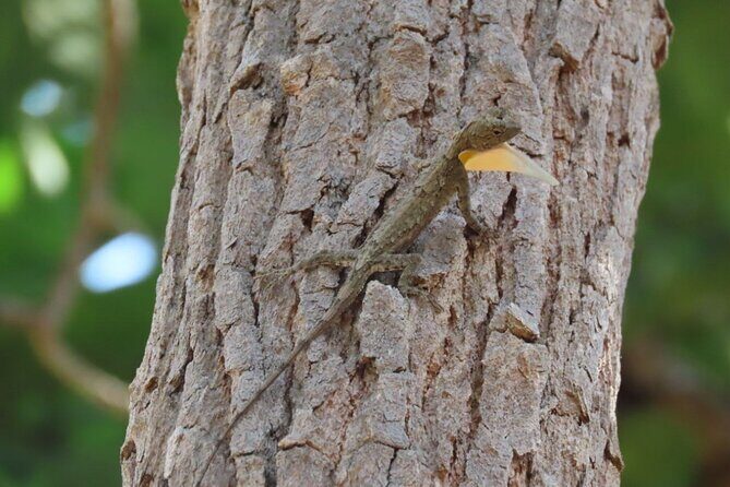 Phnom Penh & Kirirom National Park Birds Tour - A Detailed Look at the Birding Adventure
