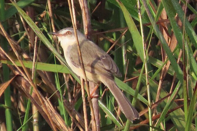 Phnom Penh & Kirirom National Park Birds Tour - Who Will Love This Experience?