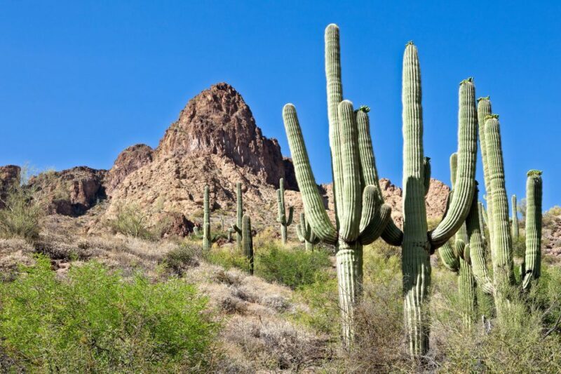 Phoenix/Scottsdale: Apache Trail Tour & Canyon Lake Cruise - Goldfield Ghost Town: A Step Back in Time