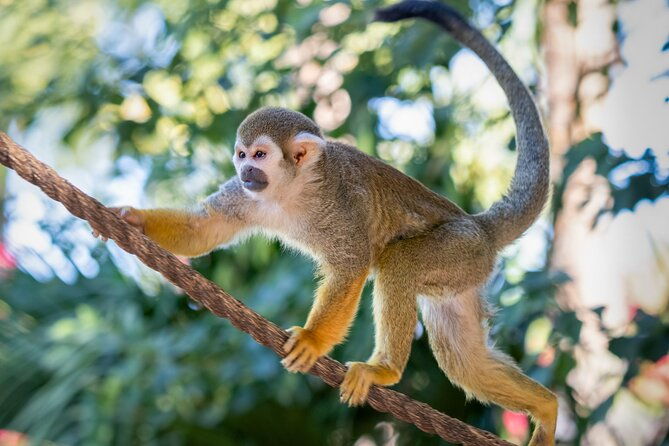 phoenix-zoo-admission-ticket-2