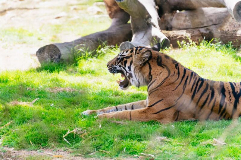 phoenix-zoo-one-day-general-admission-ticket
