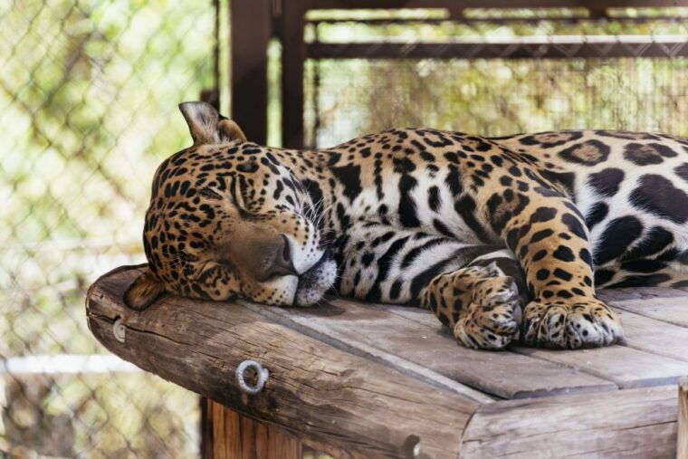 phoenix-zoo-one-day-general-admission-ticket