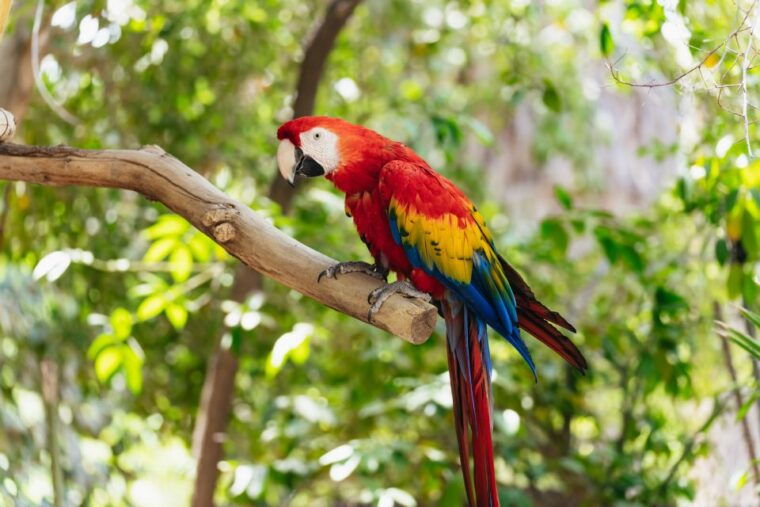 phoenix-zoo-one-day-general-admission-ticket