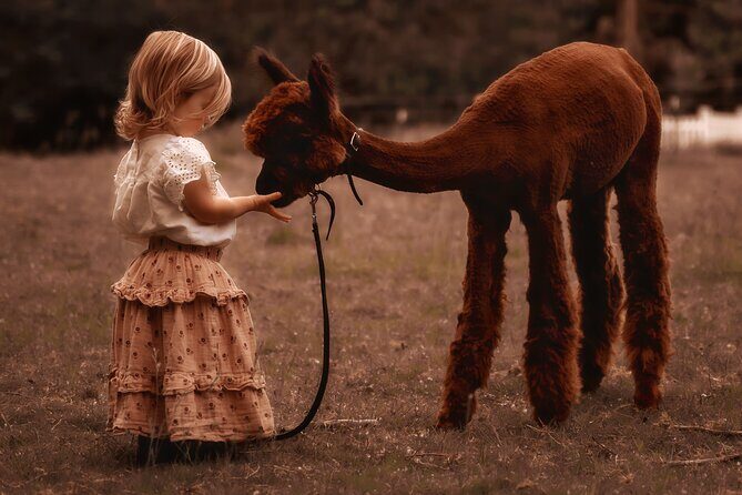 Photoshoot with Alpacas and Farm Experience near Seattle - FAQ