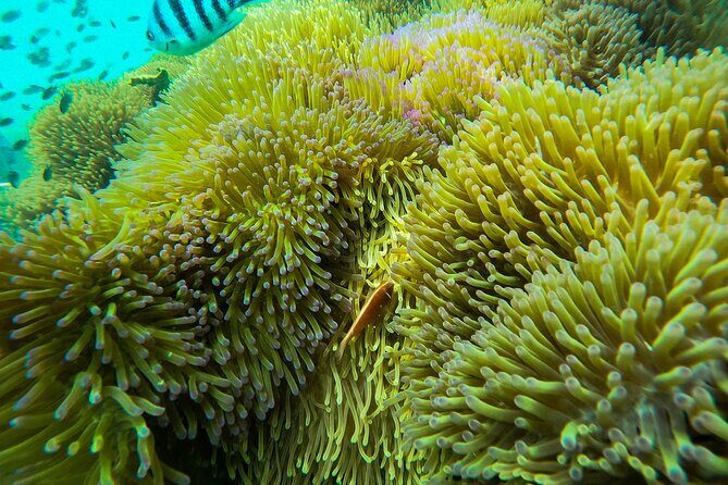 Phu Quoc 1-Day Boat Trip Snorkeling and Island Discovery - Who Is This Tour Best For?