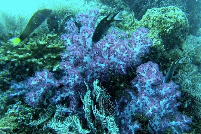 Phu Quoc 1Day Tour Diving with pro guide - FAQ