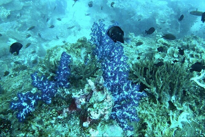 Phu Quoc Coral Reef Diving 1Day Tour - FAQ