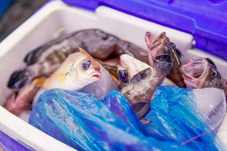 phu-quoc-full-day-island-snorkeling-adventure