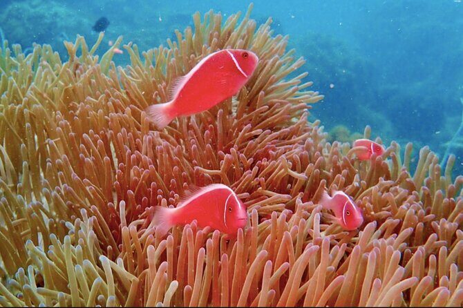 Phu Quoc Island Boat Tour with Professional Diving Experience - Frequently Asked Questions