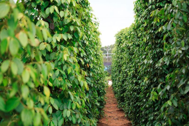 Phu Quoc Land 1: Southern Tour & Sao Beach - Frequently Asked Questions