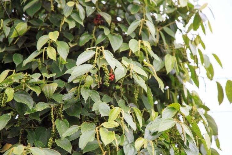 phu-quoc-land-1-southern-tour-sao-beach