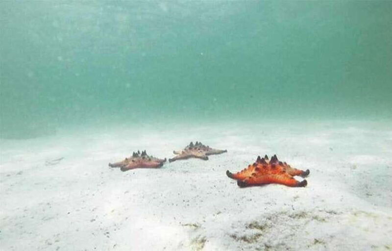 phu-quoc-northbasket-boatstarfish-beach-hidden-treasures