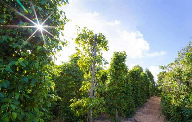 phu-quoc-northbasket-boatstarfish-beach-hidden-treasures