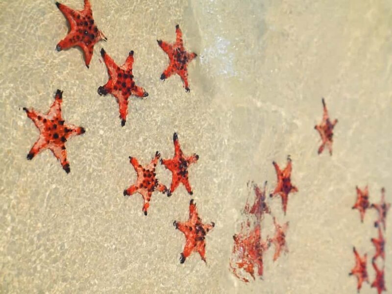 Phu Quoc: Rach Vem Starfish Kingdom & Cooking Experience - Key Points