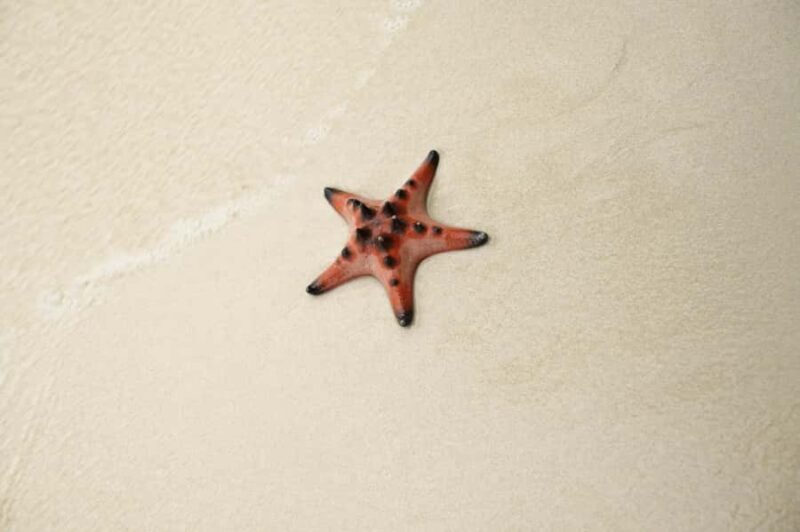 Phu Quoc: Rach Vem Starfish Kingdom & Cooking Experience - Final Thoughts: Who Is This Tour Best For?