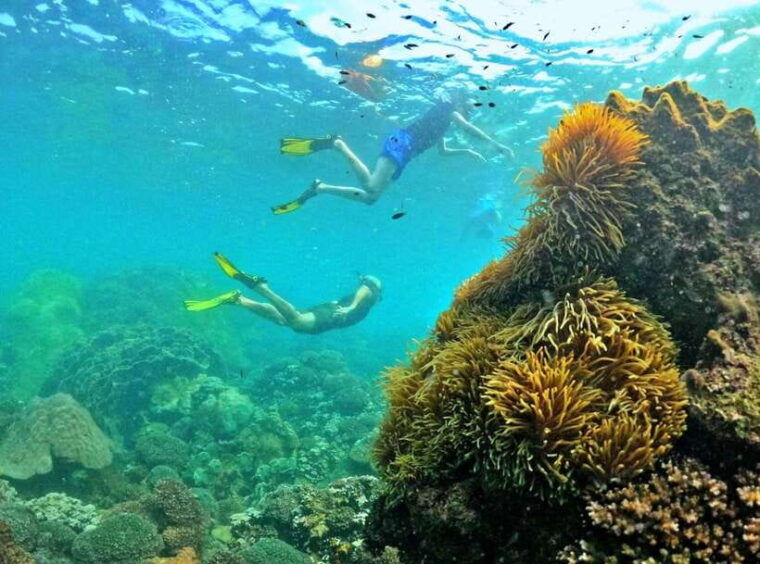 phu-quoc-small-group-snorkeling-to-the-coral-jungle-reef