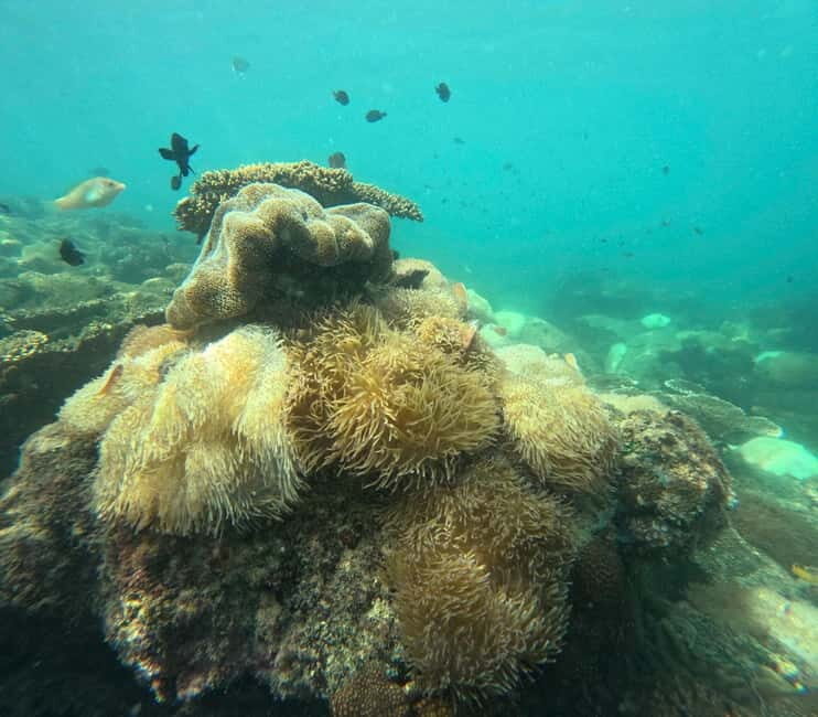 Phu Quoc: Snorkeling and Island Hopping by Speedboat & Lunch - FAQ