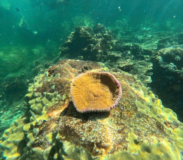 phu-quoc-snorkeling-and-island-hopping-by-speedboat-lunch