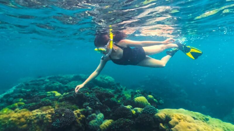 Phu Quoc: Snorkeling discover Southern, Northern Coral Reefs - Pricing and Value