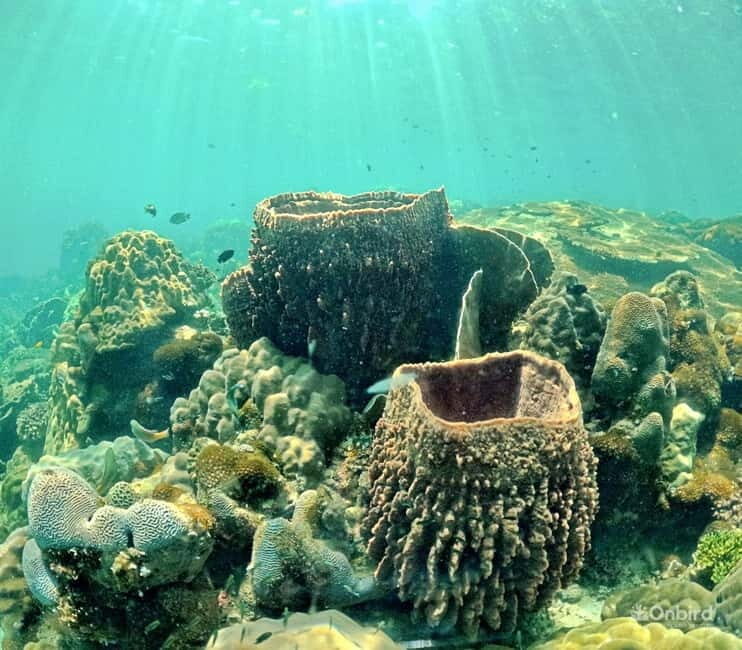 Phu Quoc Speedboat Pro Snorkeling: 4 Islands-2 Reefs & Meal - Who Should Book This Tour?