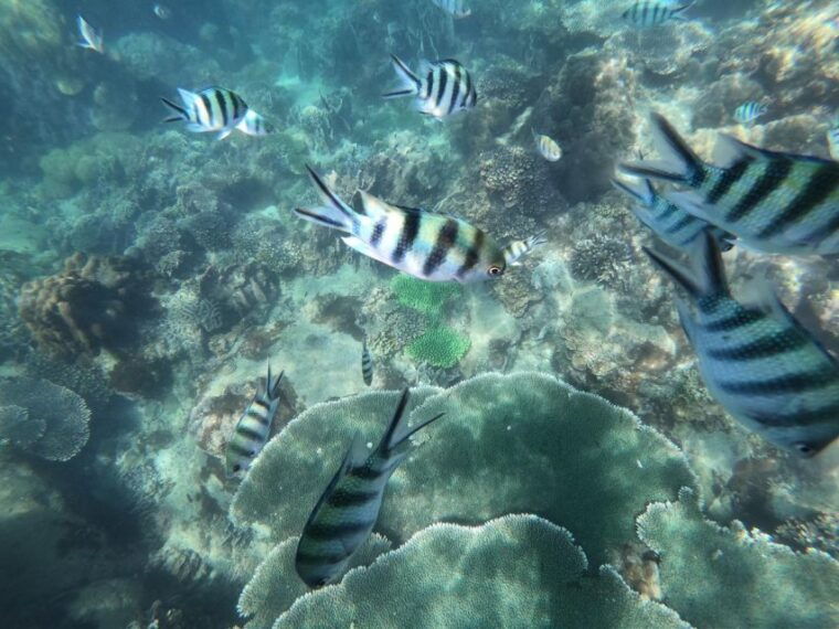 phu-quoc-speedboat-tour-of-4-islands-with-snorkeling-bbq