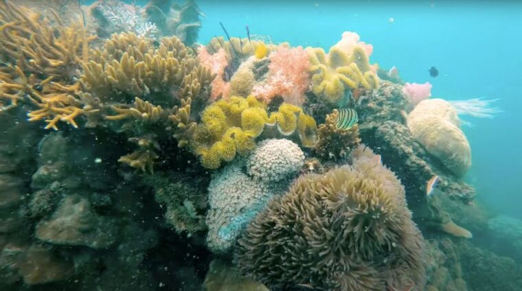 phu-quoc-speedboat-tour-of-4-islands-with-snorkeling-bbq
