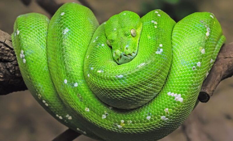 phu-quoc-vinpearl-safari-park-entry-ticket