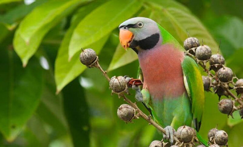 phu-quoc-vinpearl-safari-park-entry-ticket