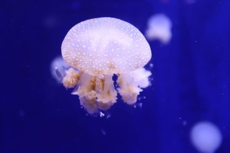 phu-quoc-vinwonders-entry-ticket-with-optional-safari