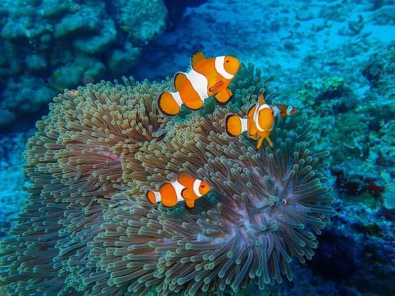 Phuket: 2 Days Itinerary Similan & James Bond Islands Tour - Authentic Reviews Highlighting the Experience