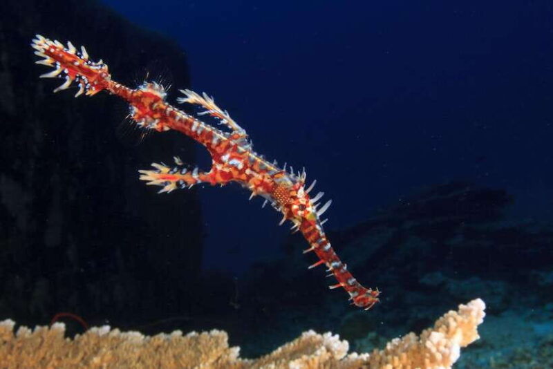 phuket-2-dives-for-non-certified-beginners-in-racha-yai