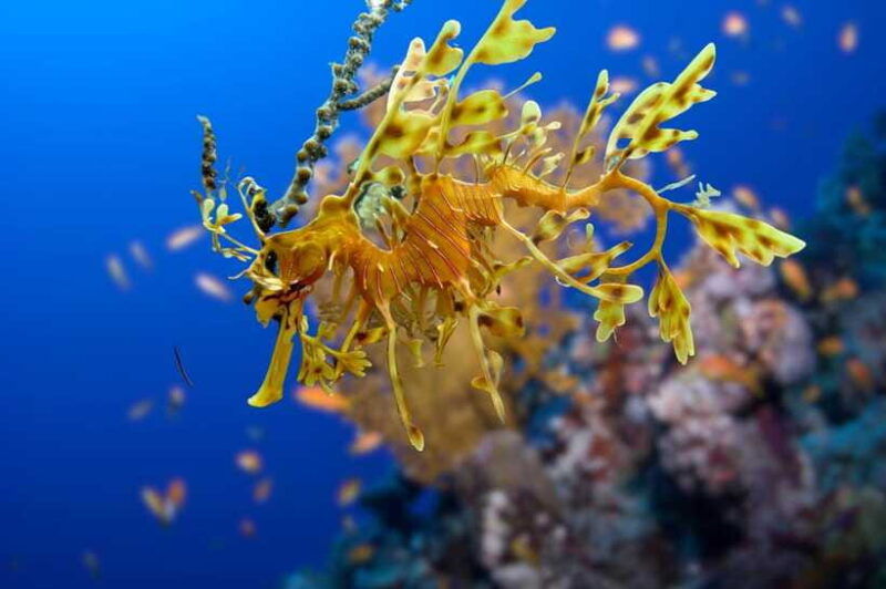 phuket-2-dives-for-non-certified-beginners-in-racha-yai