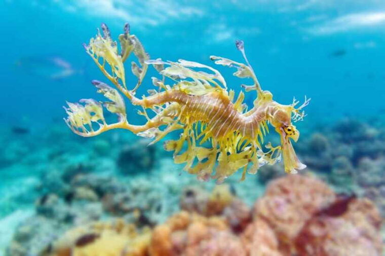 phuket-2-dives-for-non-certified-beginners-in-racha-yai