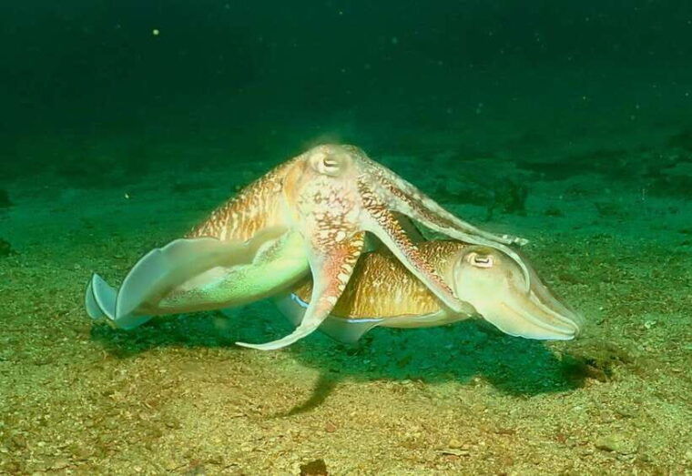 phuket-3-dive-koh-phi-phi-shark-point-scuba-diving-day-trip