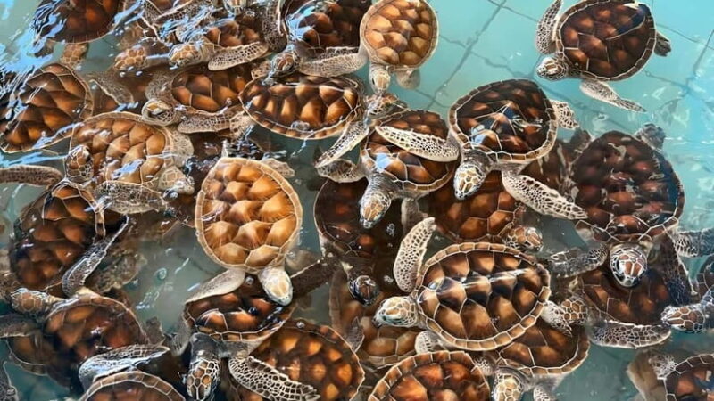 Phuket: Bamboo Rafting, ATV (Optional), Elephant Bathing. - Who This Tour Is Perfect For