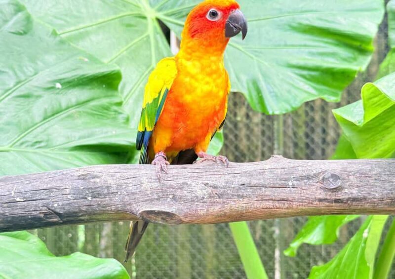 Phuket: Bird Park, Elephant Feeding, ATV Ride & City Tour - FAQ