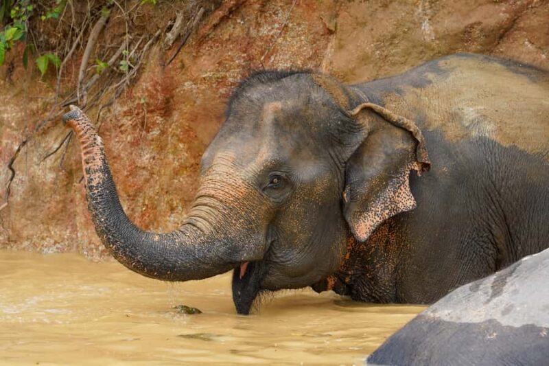 Phuket: Bukit Elephant Park Sanctuary Tour with Lunch - A Well-Rounded Introduction to Ethical Elephant Encounters