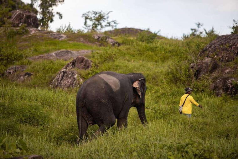phuket-bukit-elephant-park-sanctuary-walk-and-feed-tour
