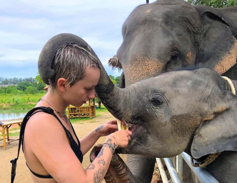 Phuket City Tour with Night Market Visit & Elephant Feeding - Key Points