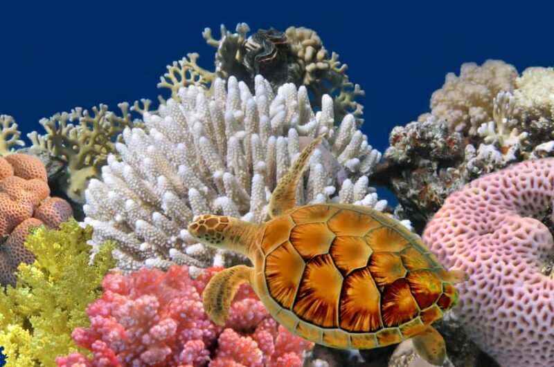 Phuket: Coral Island Longtail Boat Cruise with Snorkeling - Phuket: Coral Island Longtail Boat Cruise with Snorkeling – A Practical Guide