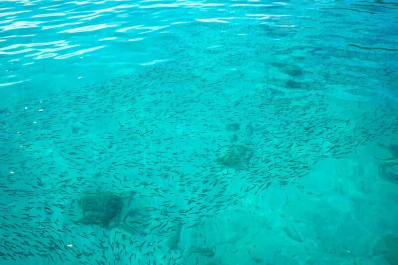 Phuket: Coral & Racha Islands Speedboat Day Trip with Lunch - The Sum Up: Is It Worth It?