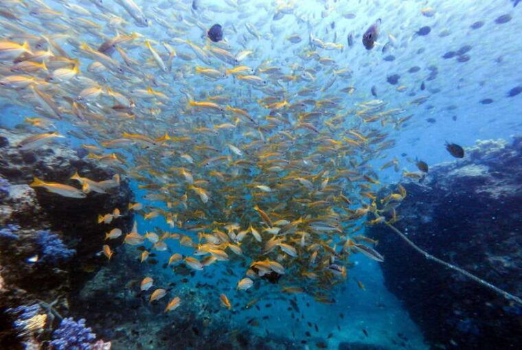 phuket-discover-scuba-diving-to-racha-yai-island