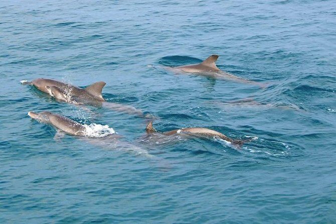 Phuket Dolphin Quest: Racha & Maiton Island Expedition - What Travelers Are Saying