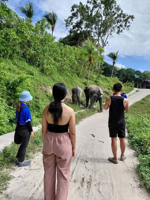 Phuket: Eco Guided Tour at Elephant Sanctuary - Introduction: An Ethical Elephant Encounter in Phuket